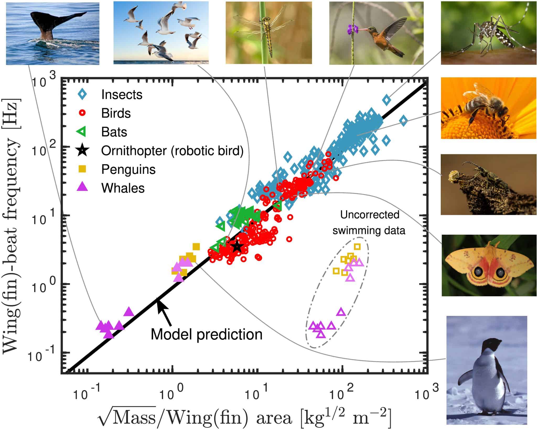  A plot of wingbeat frequency against the square root of mass divided by wing area for many animals, including insects, birds, bats, penguins and whales, plus an orinthopter. The plot is a diagonal line with a small amount of scattered data points above and below it. Around the plot are pictures of some of the animals in the dataset.