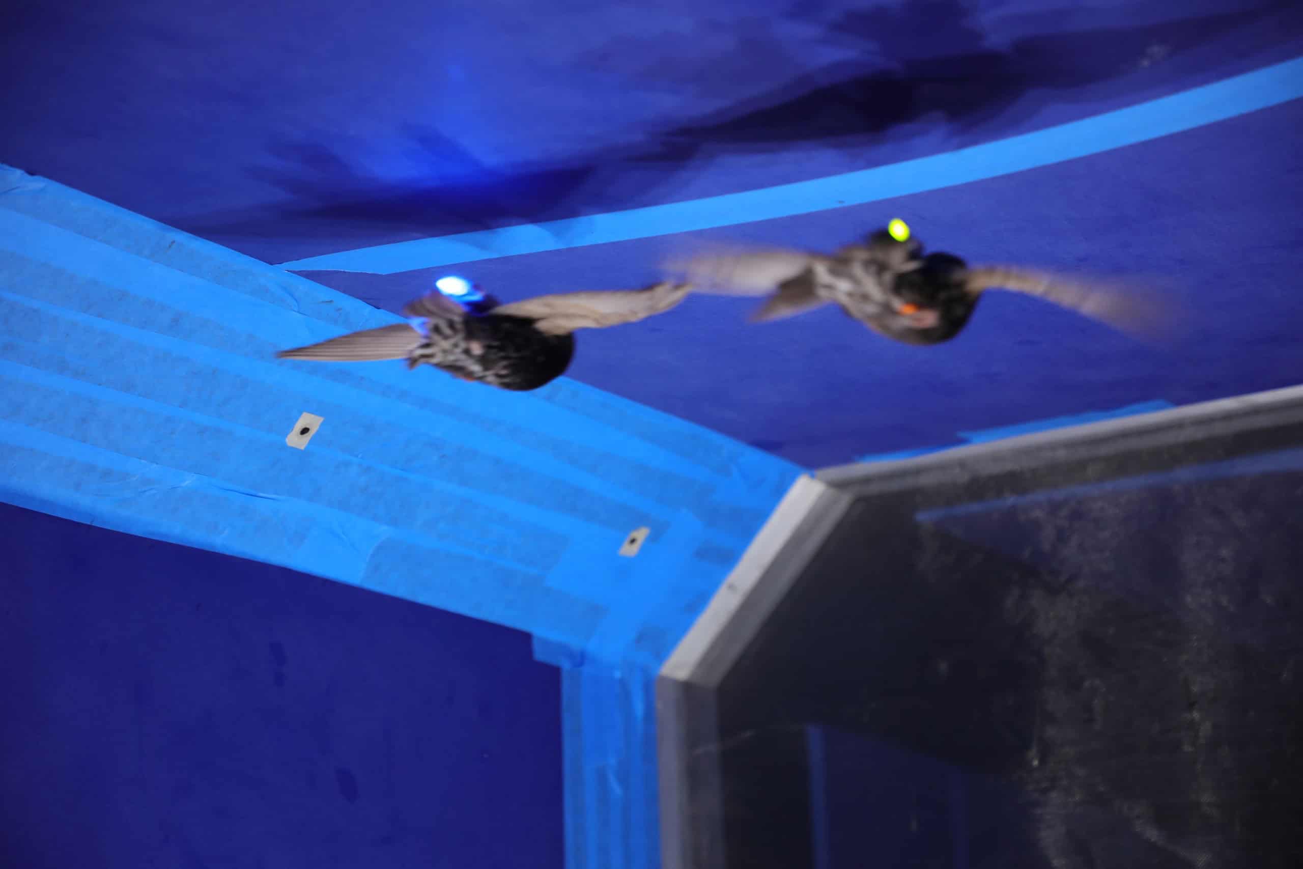 A photo of two starlings in flight in a wind tunnel, one wearing a bluish light and the other a yellow one