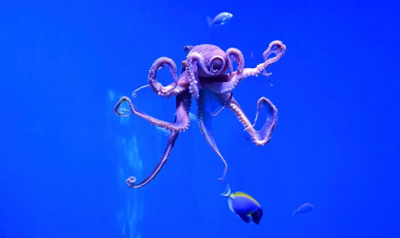 A stock photo of an octopus