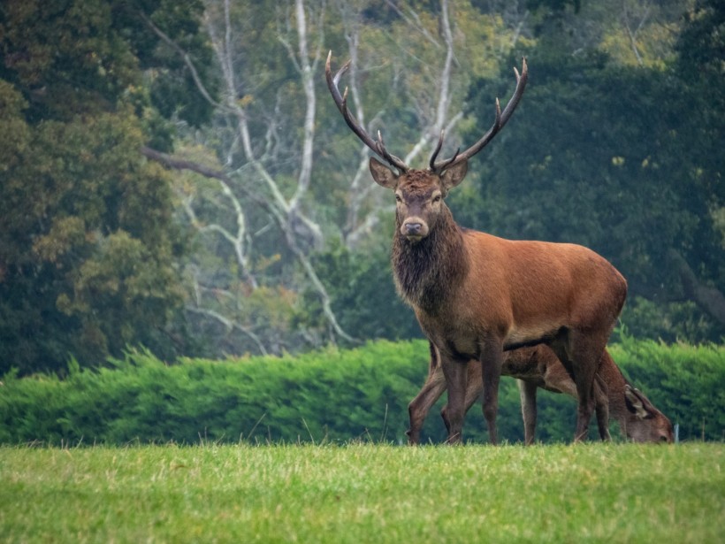Callum the Red Deer: Scottish Authorities 'Euthanize' Celebrity Stag Over Poor Health Conditions Caused by Food from Tourists