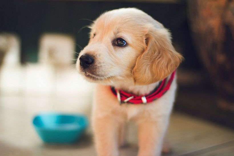 Dog Neutering: Dog Health Study Warns Owners Not to Neuter These Dog Breeds Too Early [Study]