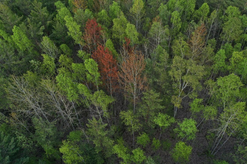 Germany's Forests Weakened By Monocultures And Climate Change