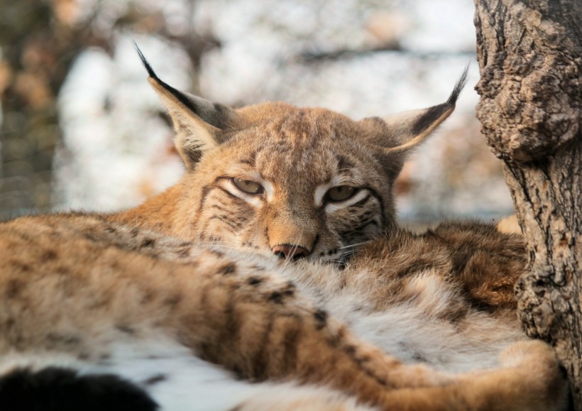 Iberian Lynx: 'Endangered Species' Status of European Wild Cat Reversed by IUCN from Near Extinction Following Decades-Long Reproduction Projects