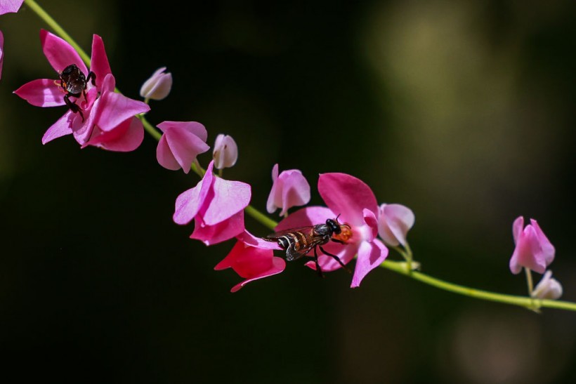 Malaysia Bee Farm Group Raises Awareness Of Bee Decline