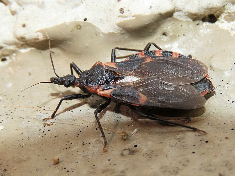 Chagas Disease Found to be Carried by 'Black, Orange Insects' in Delaware for the First Time [Study]